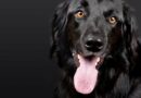 top 3 des assureurs pour chien