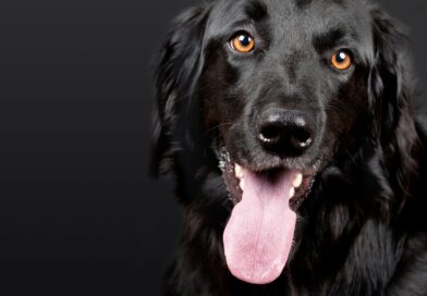 top 3 des assureurs pour chien