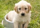 vaccins pour chien