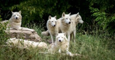 Ancêtres du chien