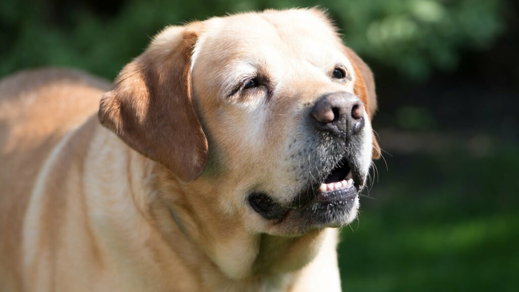 Assurance pour vieux chien