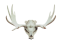 Bois de cerf pour chien friandise
