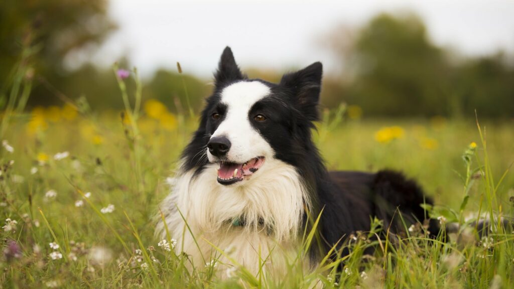 Border Collie