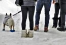 Sports de neige avec un chien que choisir