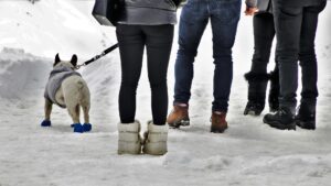 Sports de neige avec un chien que choisir