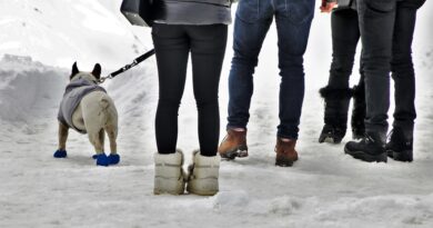Sports de neige avec un chien que choisir