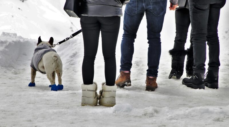 Sports de neige avec un chien que choisir