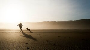 Chien à la plage