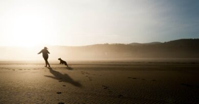 Chien à la plage