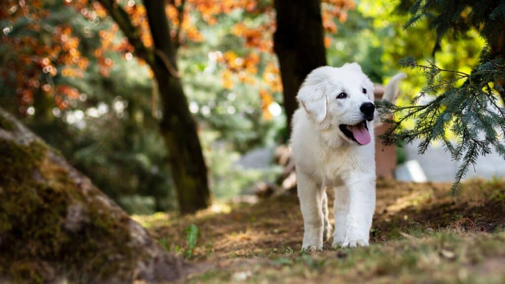 Chien adulte