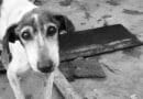 Chien de Pavlov c'est quoi