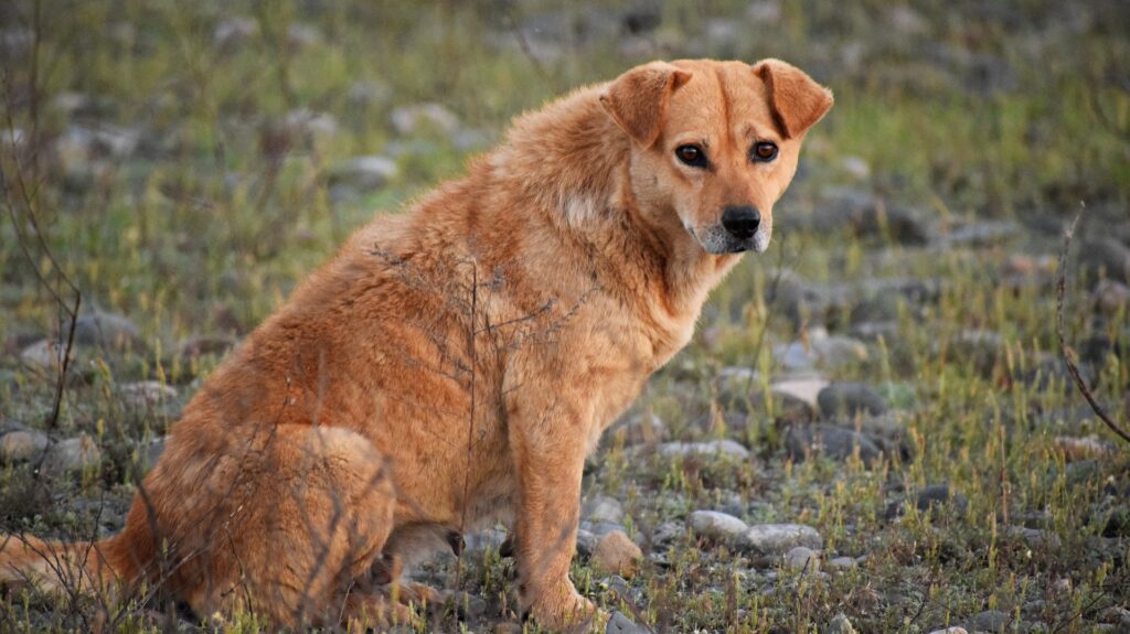 Chien de Pavlov