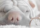 Chien et notion du temps que savoir