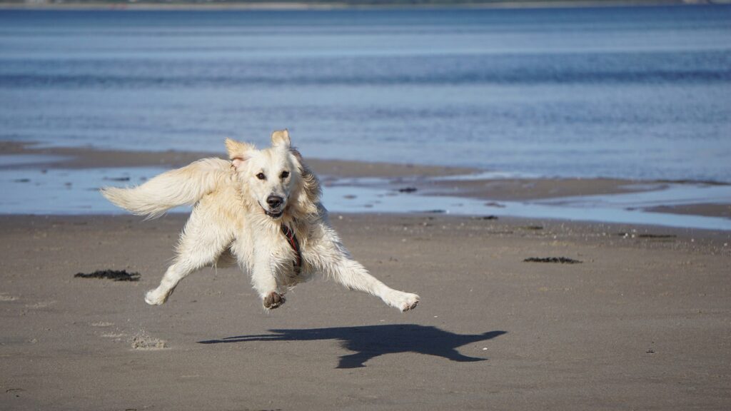 Chien et plage