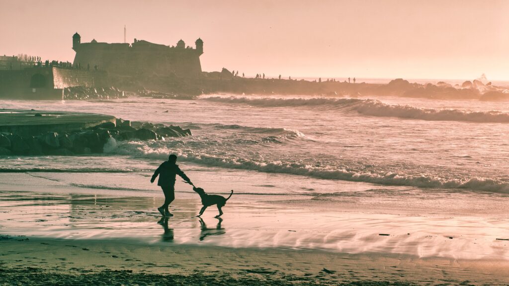 Chien et vacances