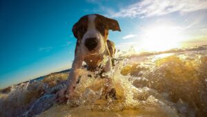 Chien et vacances quelle activité