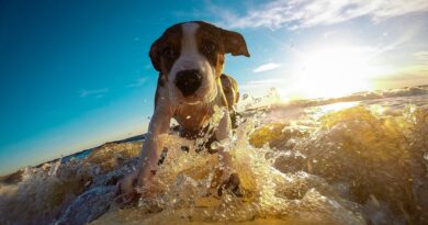 Chien et vacances quelle activité