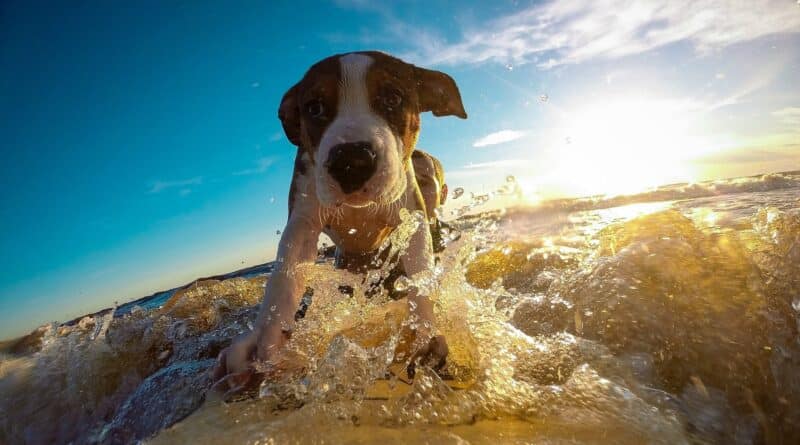 Chien et vacances quelle activité