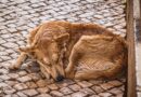 Chien qui tourne en rond avant de se coucher