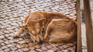 Chien qui tourne en rond avant de se coucher