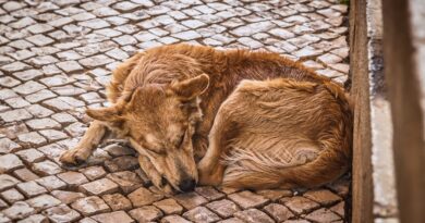 Chien qui tourne en rond avant de se coucher