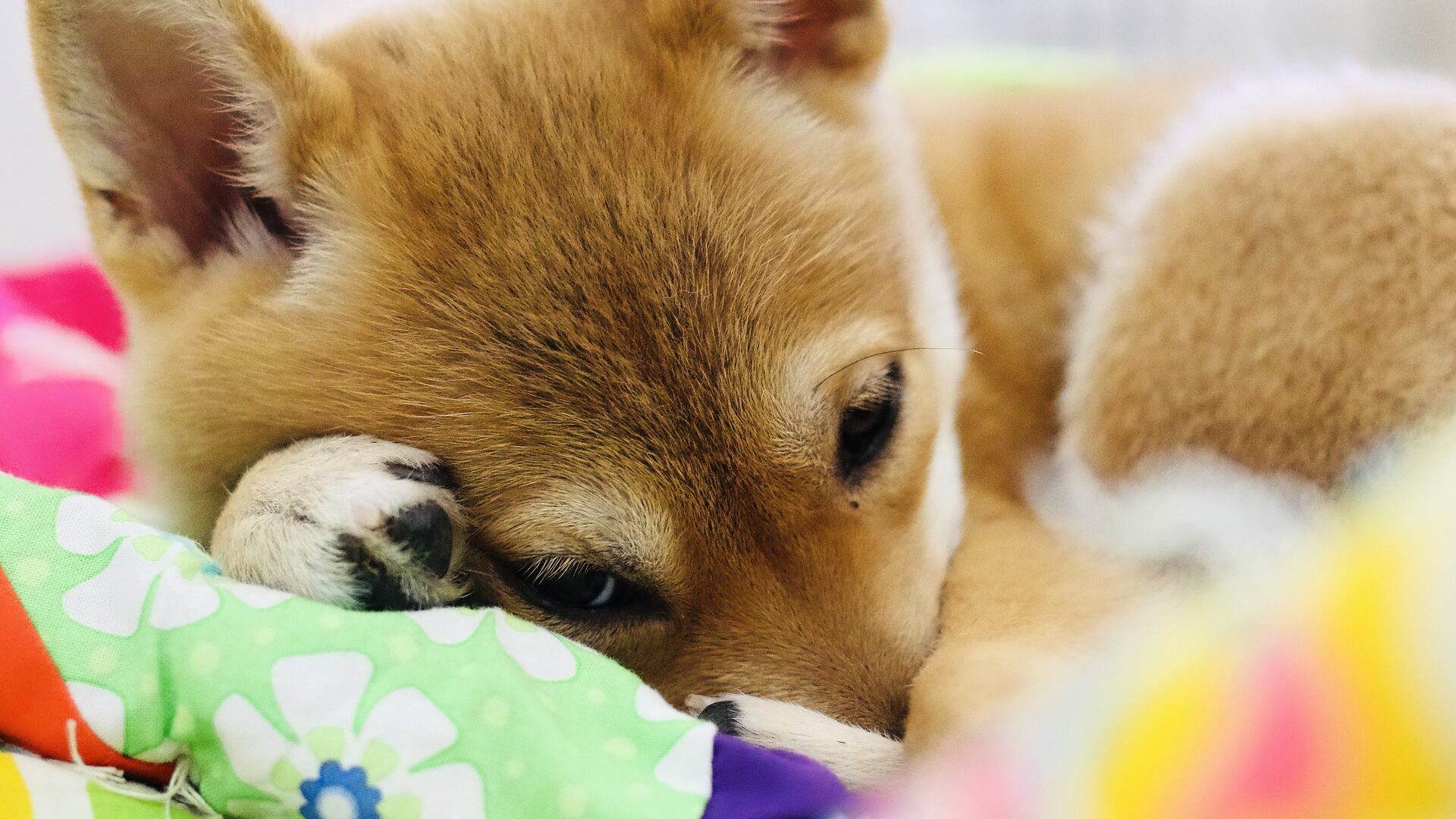 Chien qui tourne en rond avant de se coucher les raisons