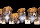 Chienne qui ne s’occupe pas de ses chiots pourquoi