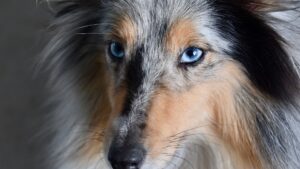 Chiens aux yeux bleus