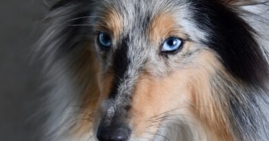 Chiens aux yeux bleus