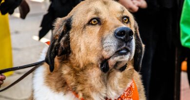 Chiens de secours