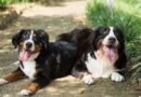 Chiens du groupe 1