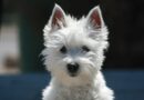 Chiens du groupe 3