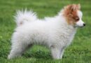Chiens du groupe 5