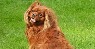 Chiens du groupe 9