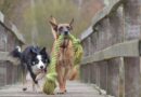Chiens faciles à éduquer