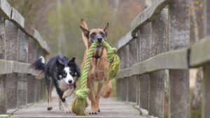 Chiens faciles à éduquer