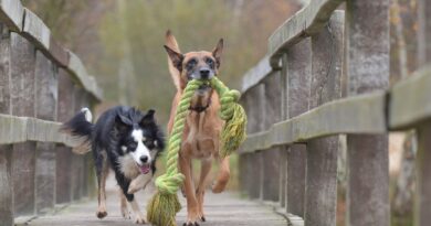 Chiens faciles à éduquer