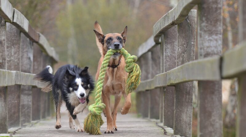 Chiens faciles à éduquer