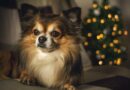 Chiens miniatures