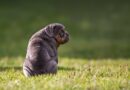 Chiens qui n’aboient pas