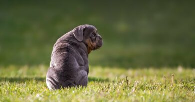 Chiens qui n’aboient pas