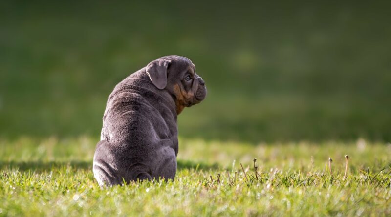 Chiens qui n’aboient pas