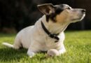 Chiens terriers