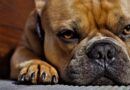 Comment couper les griffes du chien