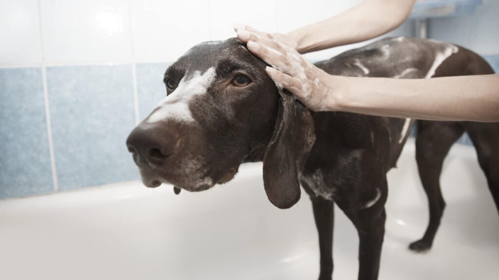 Donner un bain à un chien