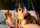 Journée internationale du chien