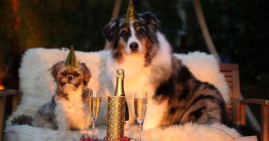 Journée internationale du chien