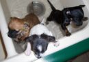 Laver un chiot à quel âge