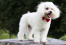 Les races de chiens les plus présents à travers le monde