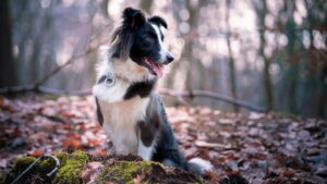 Médaille pour chien